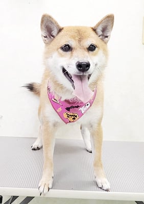 森下むぎちゃん