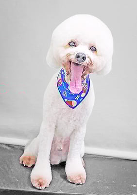 石元ぽちゃちゃん