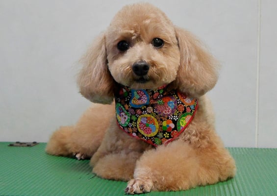 小野ハナちゃん