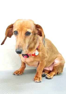 別府モモちゃん