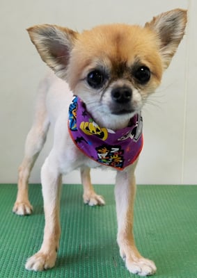 川原山アンクちゃん