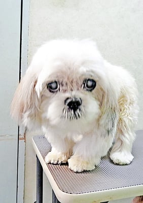 山本サランちゃん