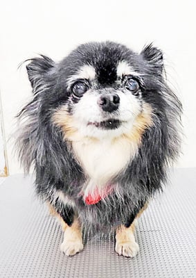 福留マロちゃん