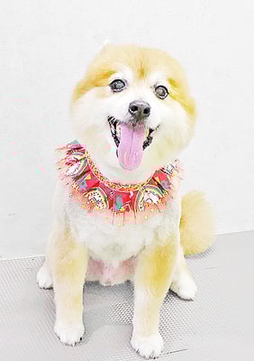 皆元シュワちゃん