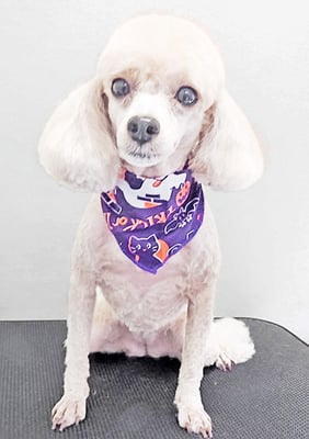 新留モコちゃん