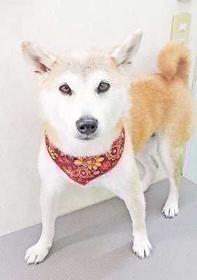 川﨑すももちゃん