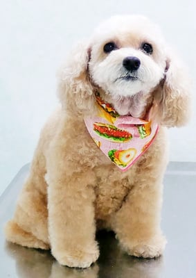 長谷ネネちゃん