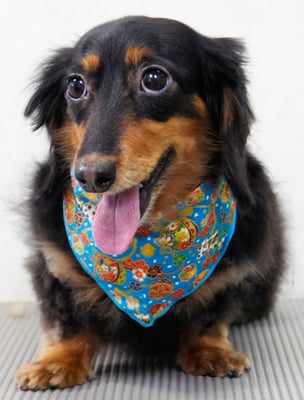 山下マルチョンちゃん