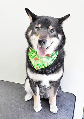 貴島ボタンちゃん