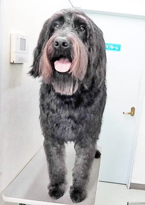 田代ロッティちゃん