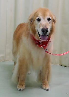 園田ファミレちゃん