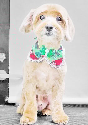 松尾かいちゃん