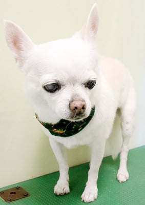 永瀬エルメちゃん