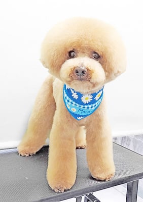 町田ジュニアちゃん