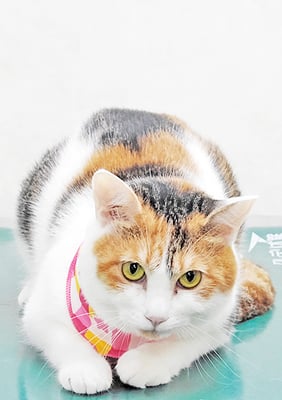 下島はなちゃん