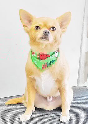 池田リブちゃん