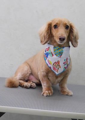 片山マルルちゃん