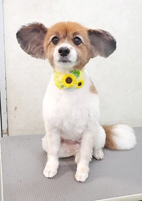 玉利ゆずちゃん