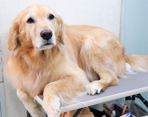 菊川チェリーちゃん