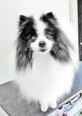 八木マリアンちゃん