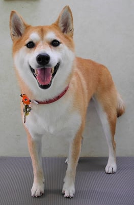 小村ゆずちゃん