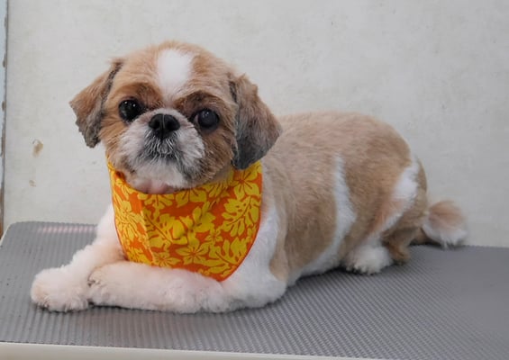 有留コロちゃん