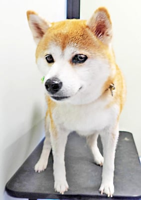 永井キキちゃん