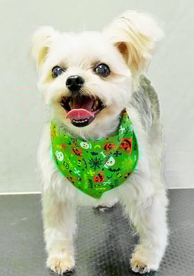 岡元ベリーちゃん