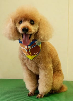 佐藤ナルトちゃん