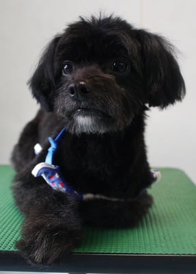 田リヨンちゃん