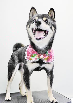 中野めらんちゃん