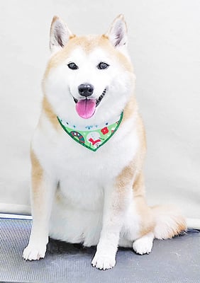 小村ゆずちゃん