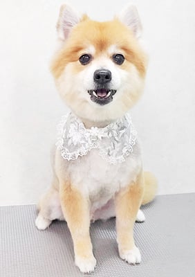 皆元シュワちゃん