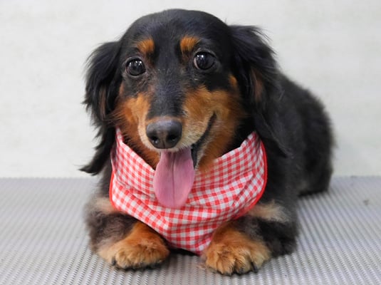 山下マルチョンちゃん