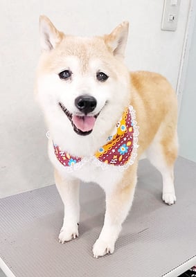 中森ラフちゃん