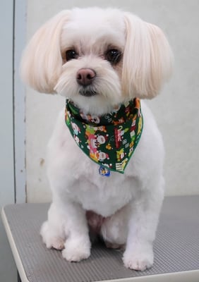 大脇ココアちゃん