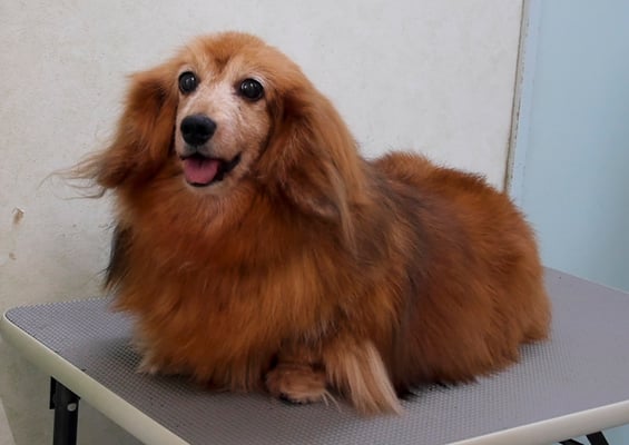 川吉モモちゃん