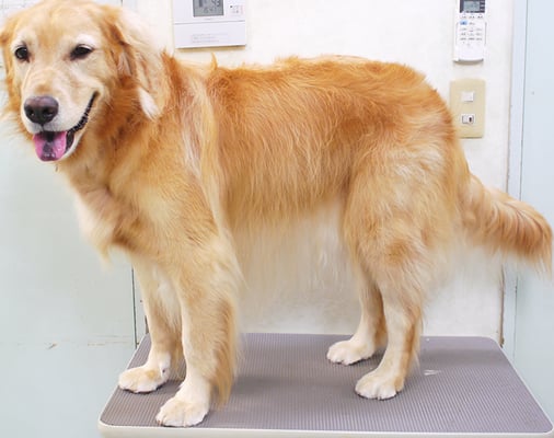 菊川チェリーちゃん