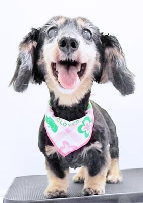 谷口チョコちゃん