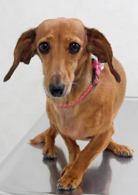 別府モモちゃん