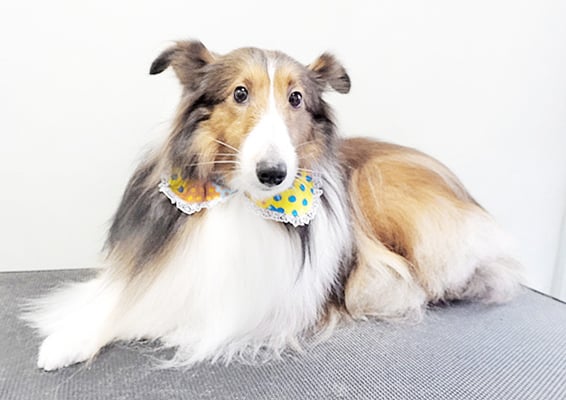 國生レイラちゃん