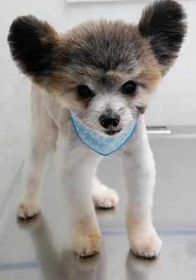 竹田ショウちゃん