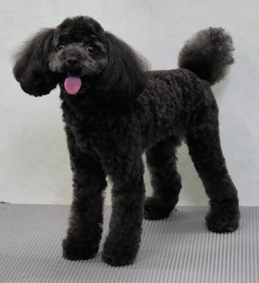 森崎ラブちゃん