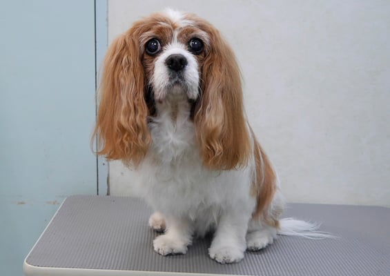 福留ジルちゃん