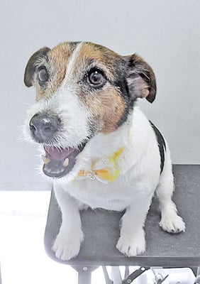 外園マロちゃん