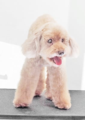 米澤ミントちゃん