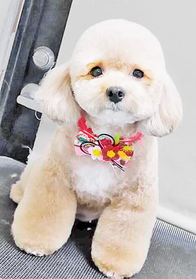 丸山小琴ちゃん