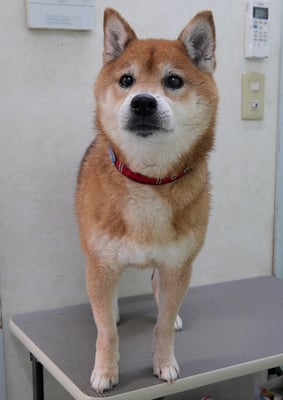 大井ジュンちゃん