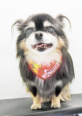 福留まろちゃん