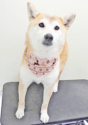 川﨑すももちゃん